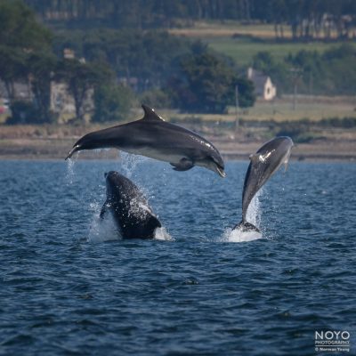 Photograph of dolphins at Chanonry Point by Norman Young