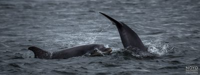 Photograph of dolphins at Chanonry Point by Norman Young