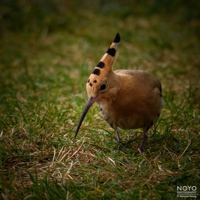 Photo of a Hoopoe bird taken at Cromarty by Norman Young