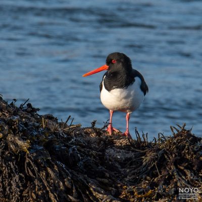 Photo of an Oystercatcher bird by Norman Young