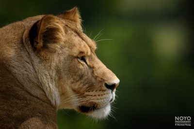 Photo of a Lion by Norman Young