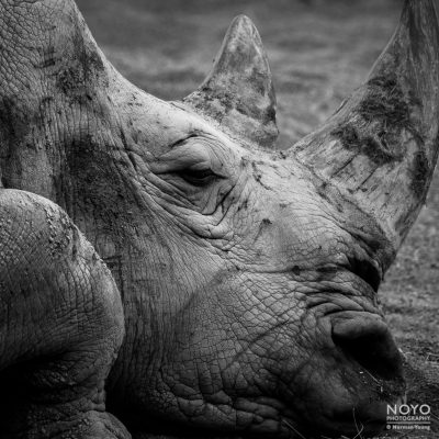 Photo of a Rhino by Norman Young