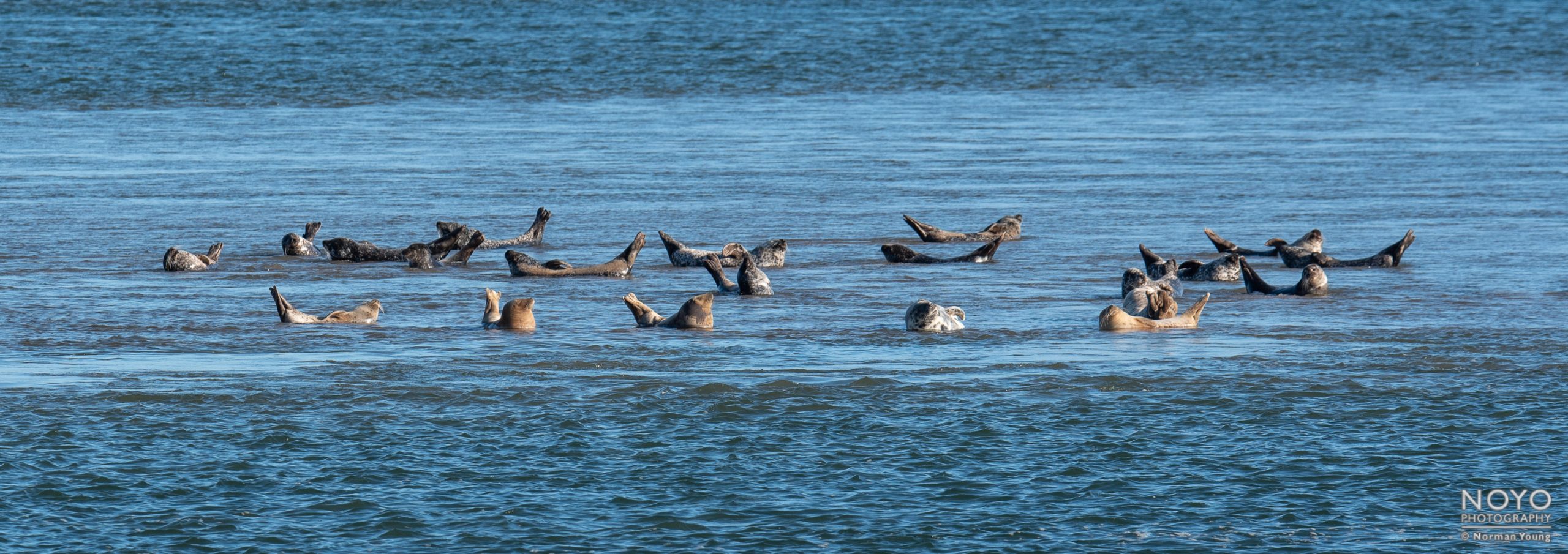 Photograph of seals at Loch Fleet by Norman Young