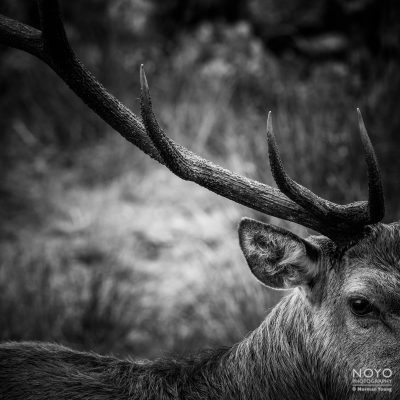 Photo of a Red Deer by Norman Young
