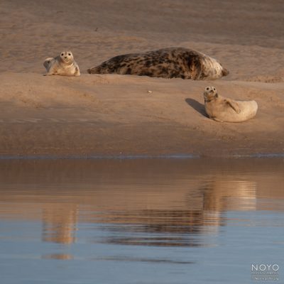 Photo of Seals at Loch Fleet by Norman Young