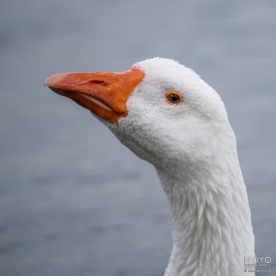 Photo of a White Emden Goose by Norman Young