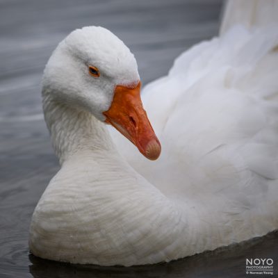 Photo of a White Emden Goose by Norman Young