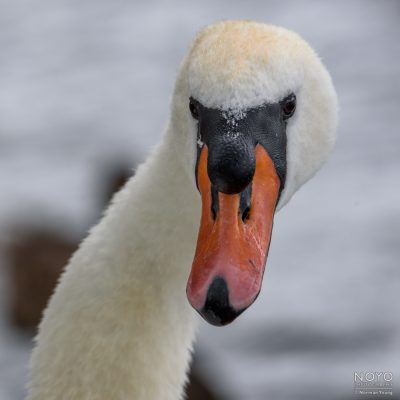 Photo of a swan by Norman Young