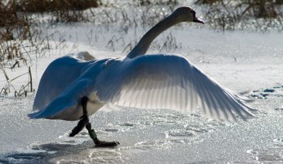 Photo of a swan on frozen snow by Norman Young
