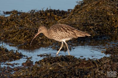 Photo of a Curlew by Norman Young
